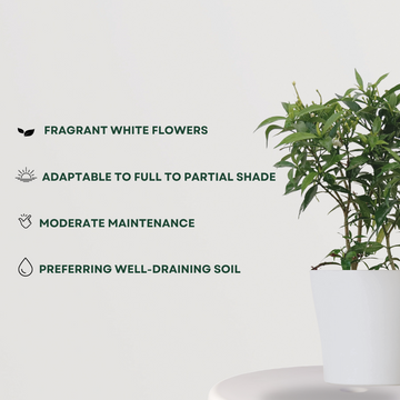 Chandni (Crepe Jasmine) puja plant
